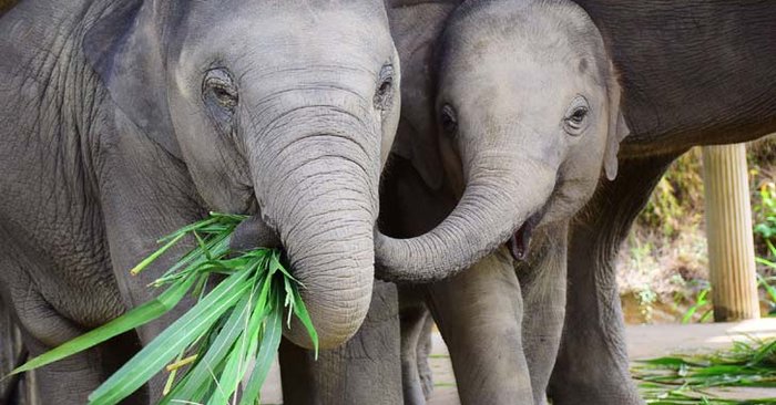 วิกฤติโควิด-19 ปางช้างรีไทร์เม้นท์ขอความกรุณาบริจาคอาหารช่วยช้าง