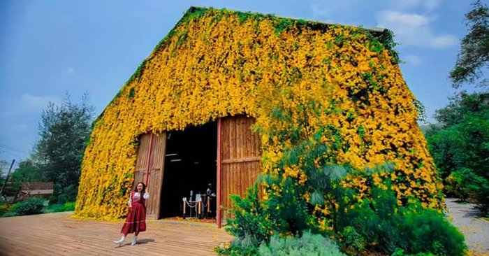 ดอกเหลืองชัชวาลปกคลุม The Birder’s Lodge เขาใหญ่ สร้างมิติใหม่ในการถ่ายรูป