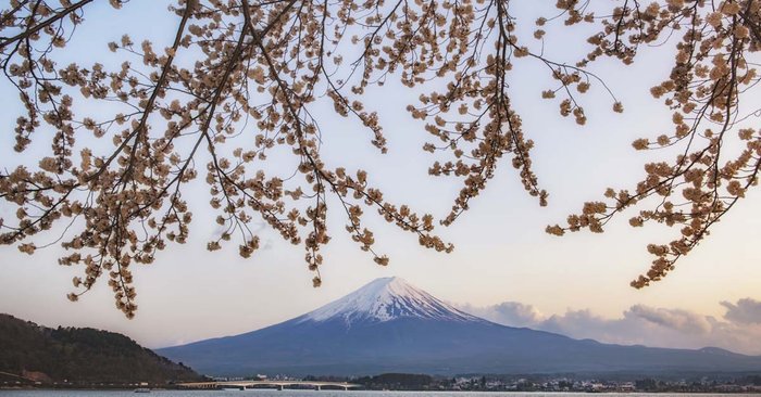 อัปเดตภาพดอกซากุระญี่ปุ่น สวยงามชวนให้คิดถึง