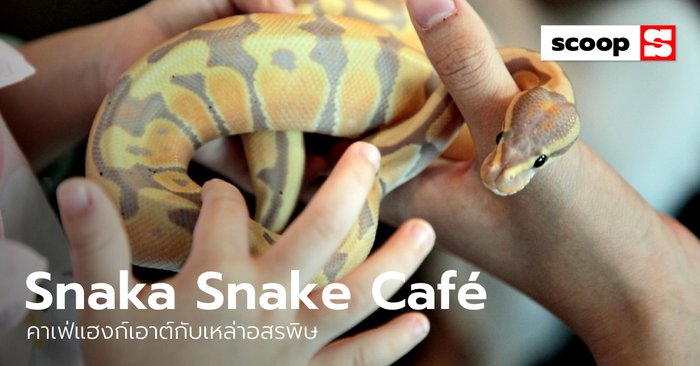 เปิดใจสักนิดแล้วแฮงก์เอาต์กับเหล่าอสรพิษที่ “Snaka Snake Café”