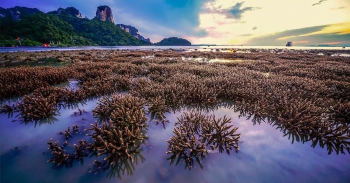 เผยภาพสุดมหัศจรรย์ ปะการังงอกใหม่ที่อ่าวไร่เลย์ กระบี่