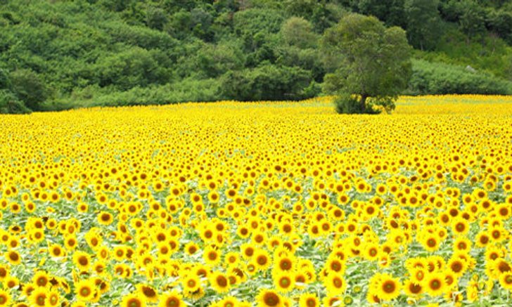 ชมดอกทานตะวันบานสไตล์คาวบอย สระบุรี