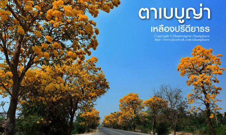 ถนนสายดอกไม้ เหลืองปรีดียาธร งดงามอร่ามตา ที่สุพรรณบุรี
