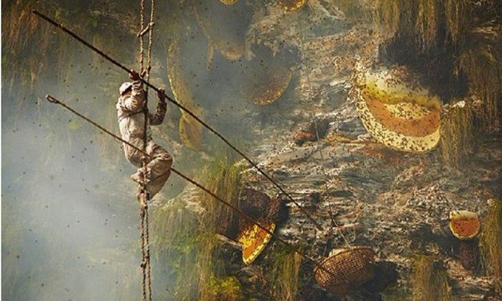 นักล่าเสี่ยงชีวิต"เก็บน้ำผึ้ง"บนตีนเขาหิมาลัย รังใหญ่ที่สุดของโลก