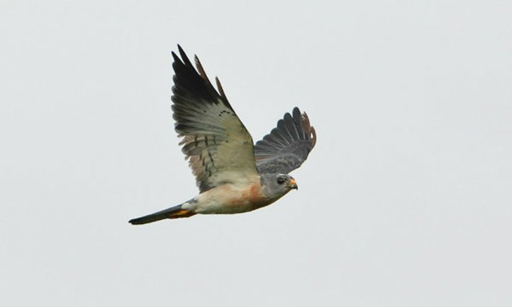 กิจกรรมดูเหยี่ยวอพยพ ณ เขาเรดาร์ "สายธารเหยี่ยวอพยพ ( River of Raptors)