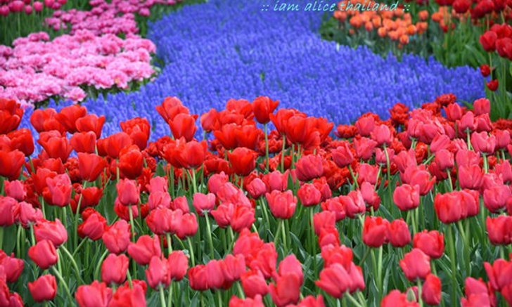 Keukenhof ชวนเที่ยวสวนสวย สวยจริงๆ