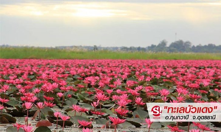 "ทะเลบัวแดง" ของดีมีให้ดูถึงแค่กุมภาพันธ์