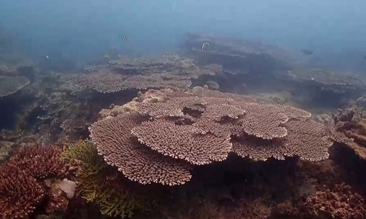 พังงา ระบบนิเวศน์ทางทะเลฟื้นตัว ชายหาดและแนวปะการังฟื้นฟูสวยงาม