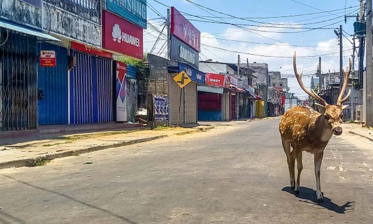 ธรรมชาติฟื้นฟู! กวางป่าเดินกลางถนนที่ไร้ผู้คน ในเมือง Trincomalee ประเทศศรีลังกา