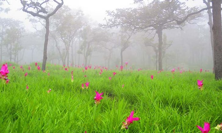 อัปเดตภาพ ทุ่งดอกกระเจียวอุทยานแห่งชาติป่าหินงาม บานแล้วกว่า 20 เปอร์เซ็นต์