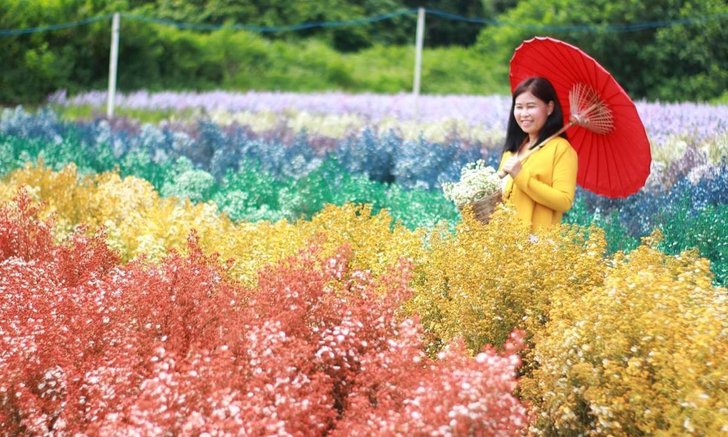 สุรชัยฟาร์ม สวนเชียงใหม่ ทุ่งดอกไม้สายรุ้งหนึ่งเดียวในเมืองไทย!