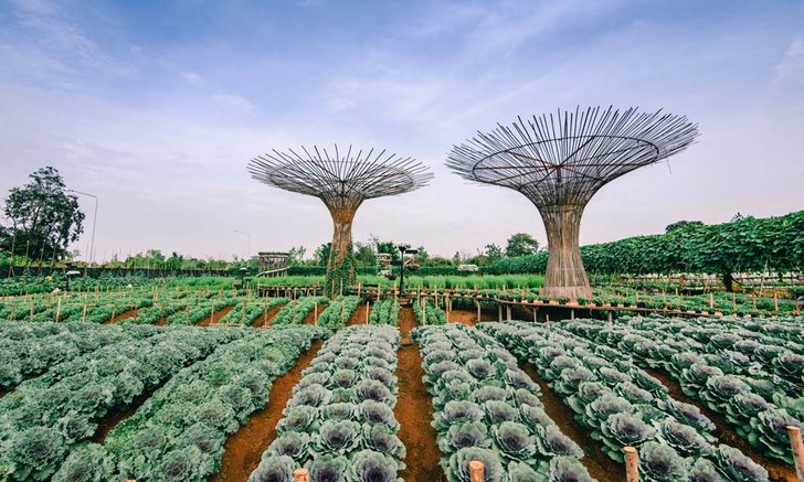 Maple Garden กาญจนบุรี สวนดอกไม้สุดอลังการ กลับมาเปิดอีกครั้งช่วงสิ้นปีนี้