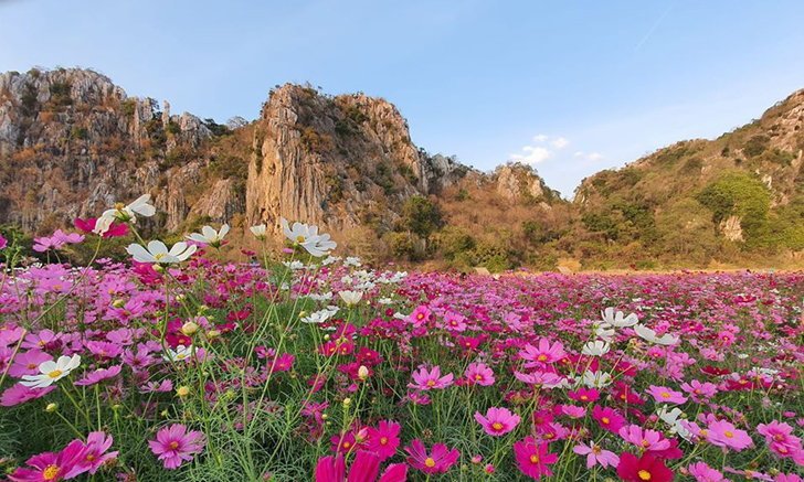 ทุ่งสิริสมัยเปิดให้เข้าชมฟรี! ทุ่งดอกคอสมอสที่สวยงามที่สุดแห่งหนึ่งของเมืองไทย