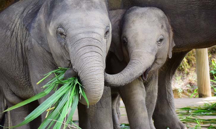 วิกฤติโควิด-19 ปางช้างรีไทร์เม้นท์ขอความกรุณาบริจาคอาหารช่วยช้าง