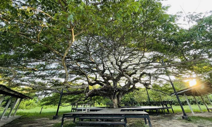ต้นก้ามปูยักษ์ อายุกว่า 150 ปี แหล่งท่องเที่ยวใหม่เมืองระยอง