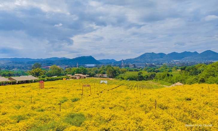 Lover Flower Farm ทุ่งดอกเก๊กฮวยเหลืองอร่ามขนาบภูเขา มุมถ่ายรูปสวยปังใกล้กรุงเทพฯ