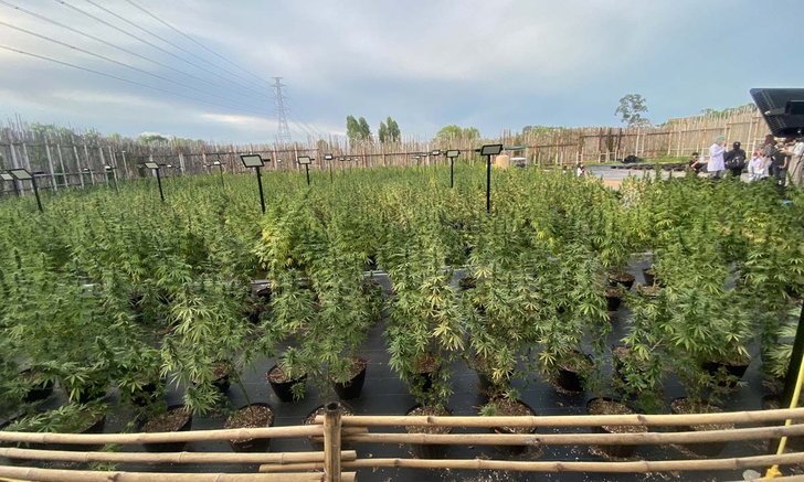 เลเจนด์ สยาม พัทยา ฉลองกัญชาเสรี จัดงาน “SIAM CANNABIS LAND” ชิม ชอปในเส้นทางสายเขียว