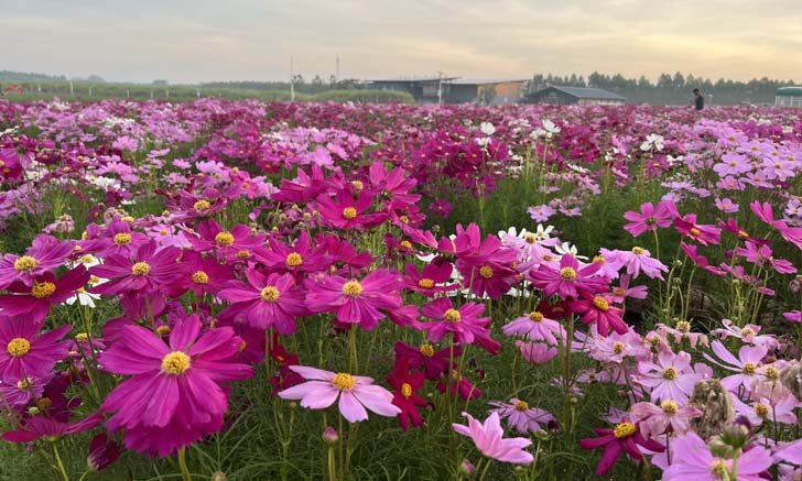 “KUBOTA FARM FEST 2022 ฟาร์มเพาะสุข” ทุ่งดอกไม้หลากสีสัน มุมสวยปังใกล้กรุงเทพฯ