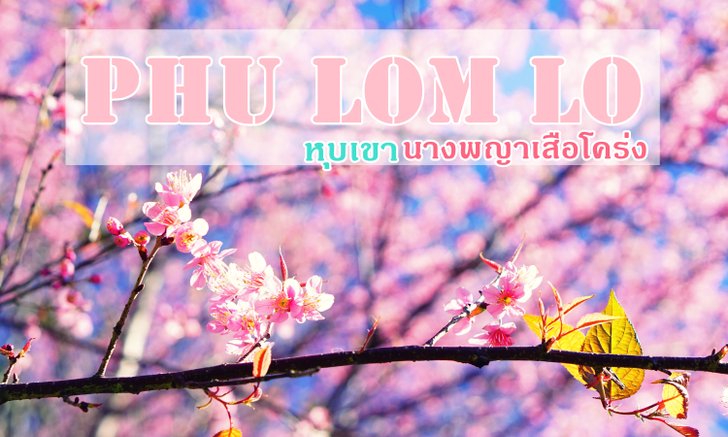 เที่ยว "ภูลมโล" ชมดอกนางพญาเสือโคร่ง (ซากุระเมืองไทย) ที่ใหญ่ที่สุด  ณ อุทยานแห่งชาติภูหินร่องกล้า