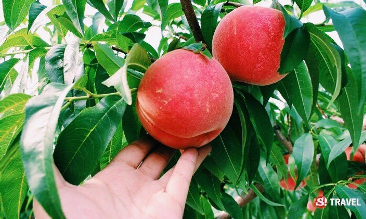 สุดฟินกับบุฟต์เฟ่ลูกพีชเก็บสด ๆ จากต้นที่เมือง Fukushima ราคาไม่ถึง 300 บาท !!