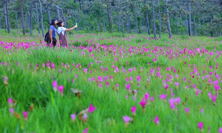 พาชมทุ่งดอกกระเจียวกลุ่มสุดท้ายของประเทศไทยในปีนี้ !! @ อุทยานแห่งชาติไทรทอง