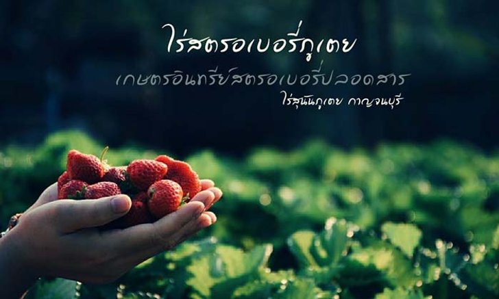 กางเต็นท์นอนไร่สตรอว์เบอร์รี่ อากาศดีมีสตรอว์เบอร์รี่ให้กินฟรีตลอดเวลา