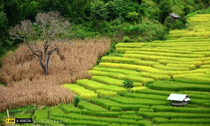 เที่ยวชมความสวยงาม.."นาขั้นบันได" ที่ "แม่แจ่ม" by มาเรีย ณ ไกลบ้าน