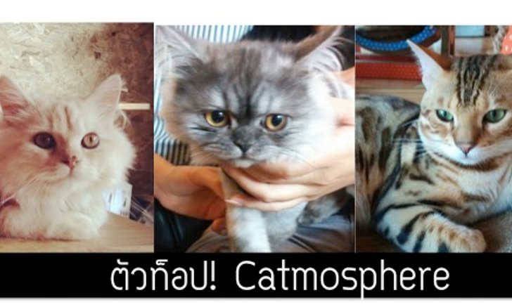 รีวิวเด็กดริ๊งตัวท็อปคาเฟ่แมว Catmosphere เชียงใหม่เจ้า I ปุ๋ย @palouis