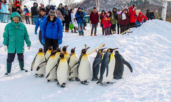 พาชมความน่ารักของเพนกวินเดินขบวน @ สวนสัตว์ Asahiyama