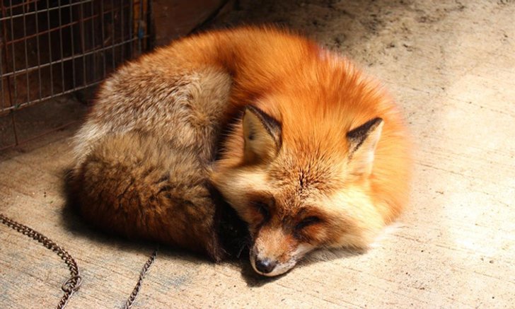 รีวิว Zao Fox Village เดินเล่นในหมู่บ้านสุนัขจิ้งจอกแบบใกล้ชิดสุดๆ