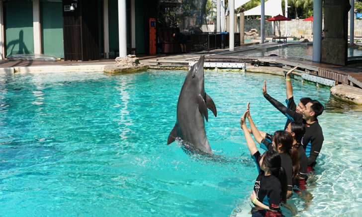 ครั้งหนึ่งในชีวิตสวมบทเป็นครูฝึกปลาโลมา @Universal Studios Singapore