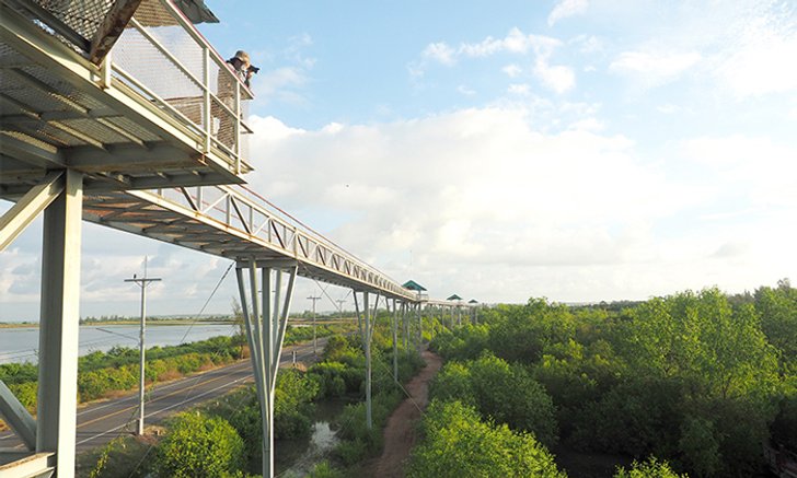 Sky walk Pattani เส้นทางสวย เหนือป่าชายเลน