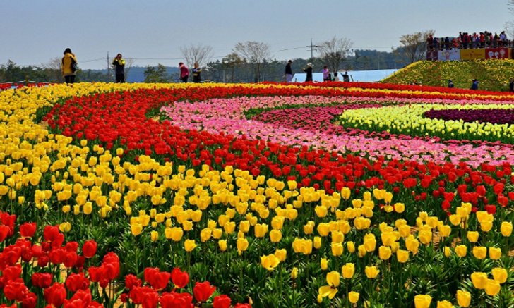 Taean Tulip Festival 2019 ชวนมาดูทิวลิปสีสันสดใส หัวใจเกาหลี