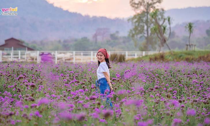 ชมทุ่งดอกเวอร์บีน่าสวยๆ ที่เดอะเวโรน่า ทับลาน ปราจีนบุรี