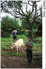 เด็กในหมู่บ้านมีหน้าที่เลี้ยงวัว