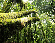 โครงการ Forest: The Circle of Life รักษ์ต้นน้ำด้วยผืนป่าปี 2