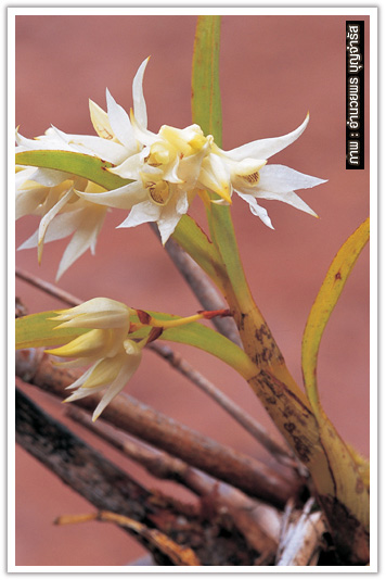 กล้วยไม้สกุล Coelogyne