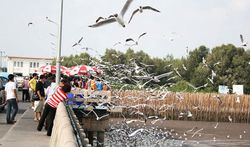 ดูนกนางนวล ย้อนวันวานยังหวานอยู่ ที่บางปู