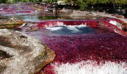 แม่น้ำ 5 สี ที่โคลัมเบีย แม่น้ำที่สวยที่สุดในโลก