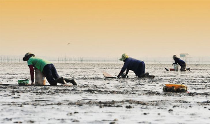 ล่องเรือชมธรรมชาติ ณ ศูนย์อนุรักษ์ป่าชายเลน คลองโคน จ.สมุทรสงคราม