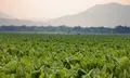 ยาสูบ อีกหนึ่งพืชเศรษฐกิจของเกษตรกรไทย
