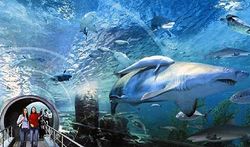 สยาม โอเชี่ยน เวิร์ล Siam Ocean World