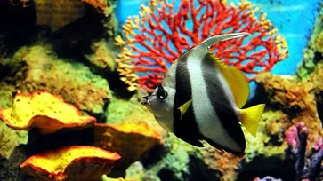 สถานแสดงพันธุ์สัตว์น้ำภูเก็ต Phuket Aquarium