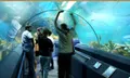 อันเดอร์วอเตอร์ เวิลด์ พัทยา Underwater World Pattaya