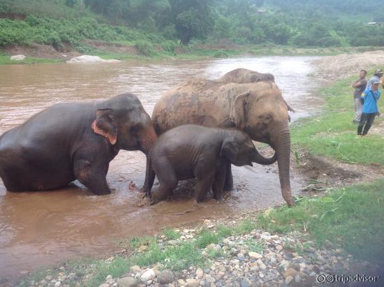 Elephant Nature Park