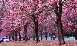 งดงามตระการตา! ดอกชมพูพันธุ์ทิพย์เบ่งบาน ม.เกษตรฯ กำแพงแสน