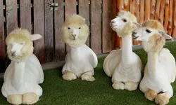 Alpaca hill ฟาร์มอัลปาก้าแห่งแรก และใหญ่ที่สุดในประเทศไทย