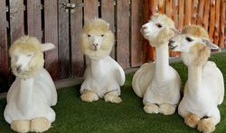 Alpaca hill ฟาร์มอัลปาก้าแห่งแรก และใหญ่ที่สุดในประเทศไทย