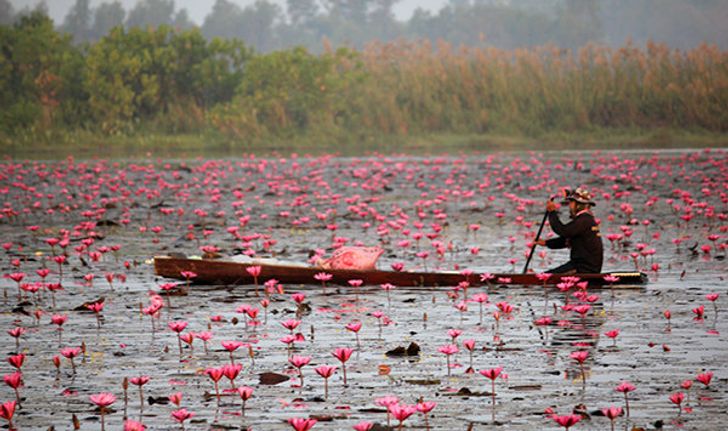 เที่ยวทะเลบัวแดง จังหวัดอุดรธานี สวรรค์ของคนรักษ์ธรรมชาติ