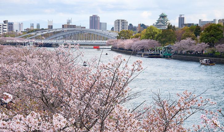 ชี้จุด ชม "ซากุระบาน" บนเส้นทางสาย Osaka-Kyoto-Hokuriku